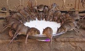 طقوس عبادة  الفئران في الهند